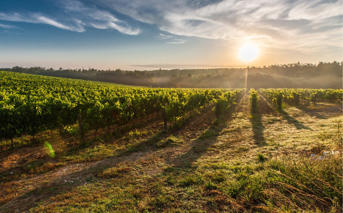 THE GRAPE NORD ITALIA
