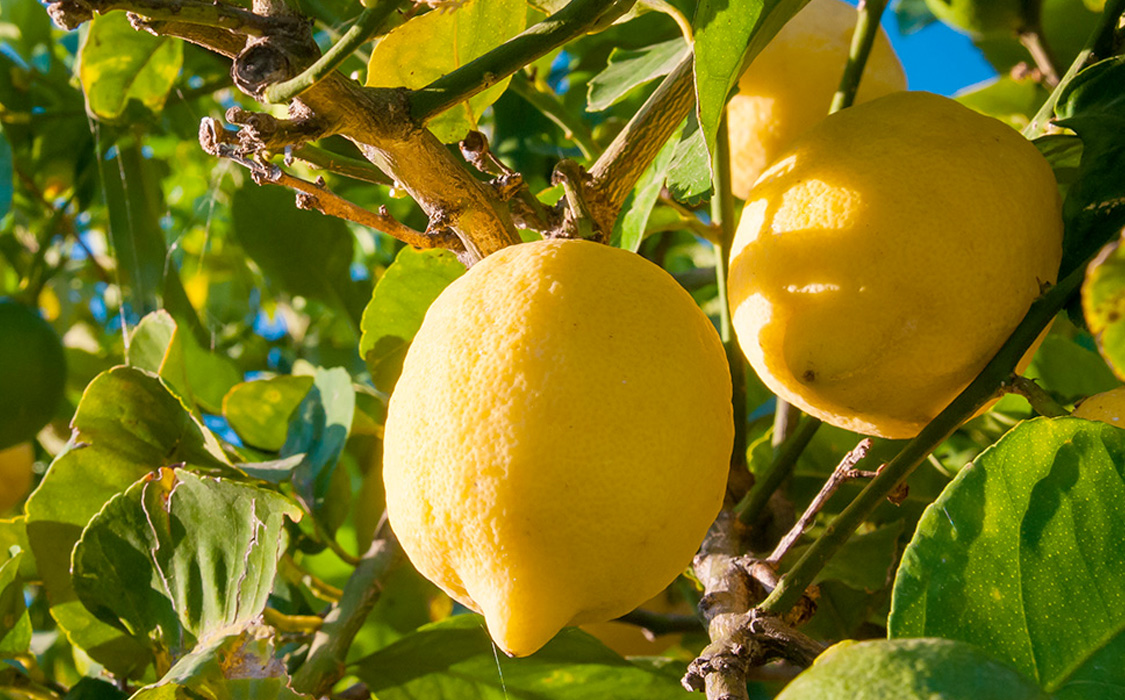 The Citrus Sud Italia